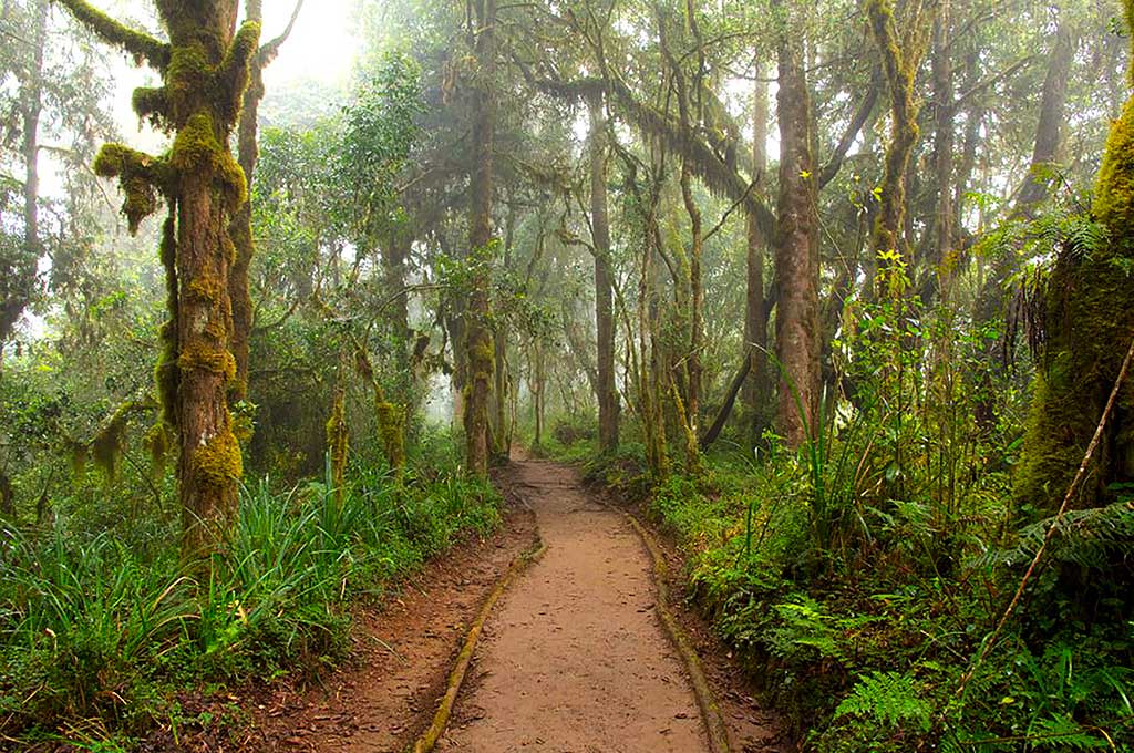 Tanzanian Forest