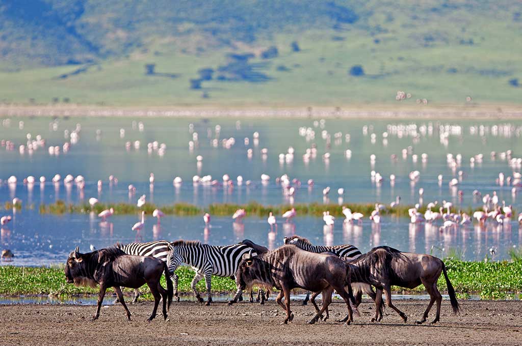 Ngorongoro Crater Wildlife